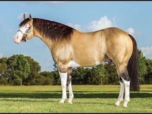 Gunner Dun It Again-1